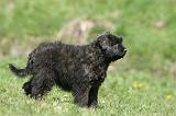 BOUVIER DES FLANDRES 345